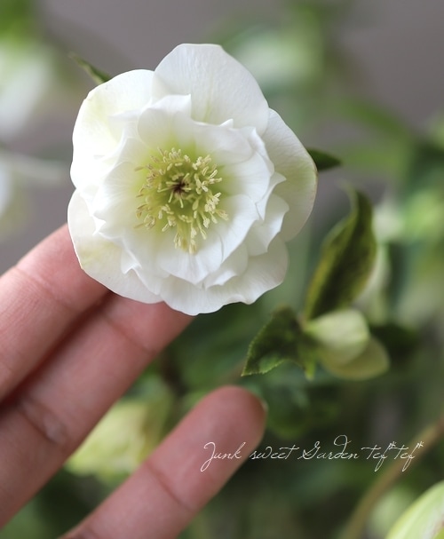 クリスマスローズ 特大株 No.Ⅴ | すべての商品 | | Junk sweet Garden