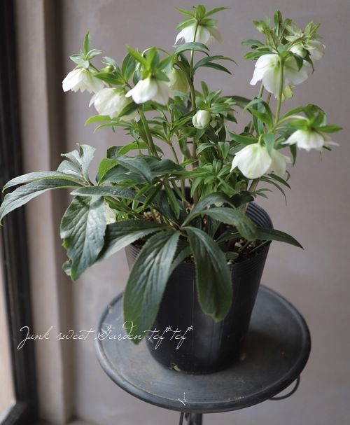 クリスマスローズ 特大株 No.Ⅴ | すべての商品 | | Junk sweet Garden