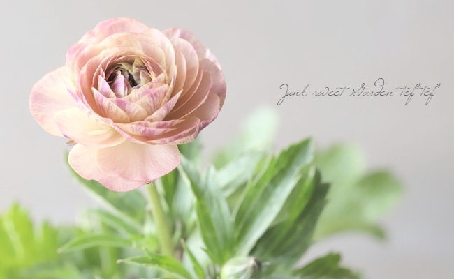 ラナンキュラス ラックスシリーズ 『ヘスティア』 綾園芸さん育種