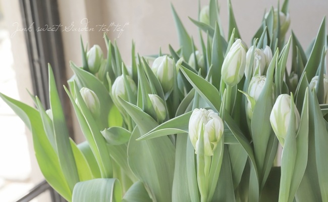 □冷蔵 斑入りチューリップ 『パスワード』 | すべての商品