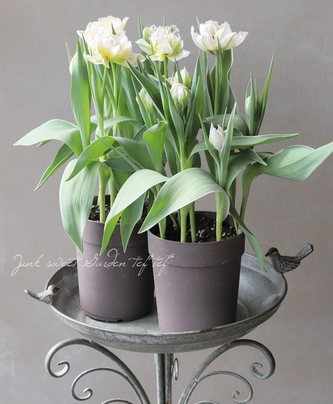 【はーページ】チューリップ12本&ブートニア ソープフラワー 5本 セット チューリップ 花材 – SPRING CH
