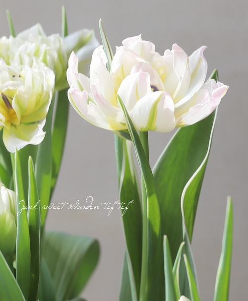 【はーページ】チューリップ12本&ブートニア はーページ】チューリップ12本&ブートニア はーページ