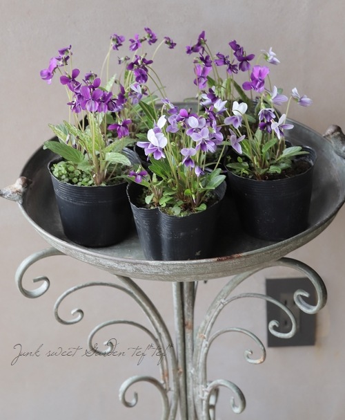 宿根スミレ 『錦すみれ』 斑入り | すべての商品 | | Junk sweet