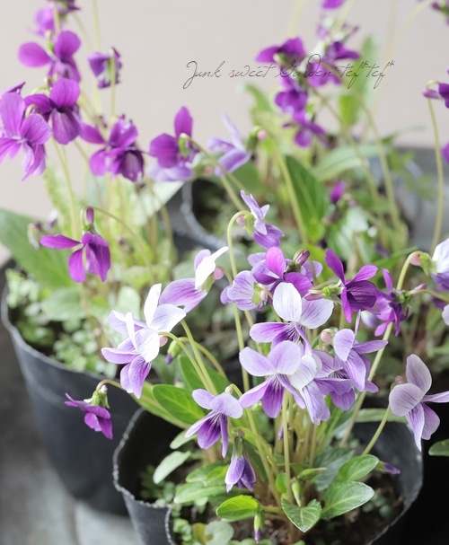 宿根スミレ 『錦すみれ』 斑入り | すべての商品 | | Junk sweet