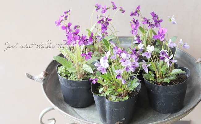 宿根スミレ 『錦すみれ』 斑入り | すべての商品 | | Junk sweet