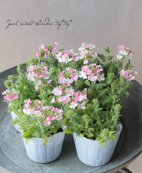 �ɺ��С��٥ʡ��إԡ����ѥե��� ����