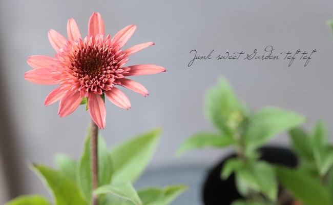 夢PLANTS　柳緑花紅　ラプラス 八重咲きエキナセア 『ラズベリートラッフル』 | すべての商品