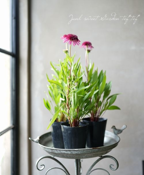 種子 同梱無料 エキナセア ブルーベリーチーズケーキ ❇️限定出品❇️エキナセア ブルーベリーチーズケーキ 【種