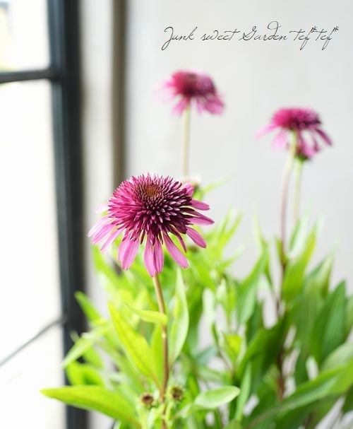 花 八重咲きエキナセア 『ブルーベリーチーズケーキ』 | すべての商品