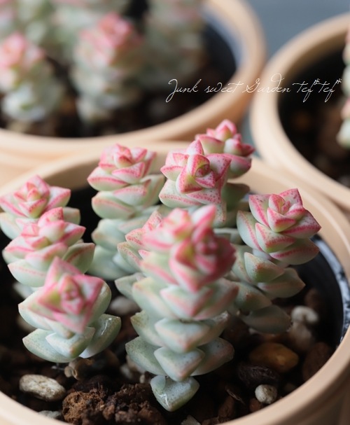 多肉植物】『パステル』 クラッスラ属 いとうぐりーん | すべての商品