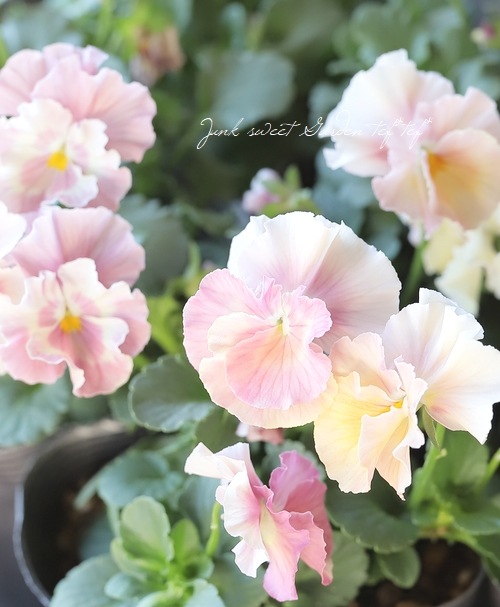 ☆育種うえたオリジナルビオラ 『試作品種』 2023 No.130 | すべての