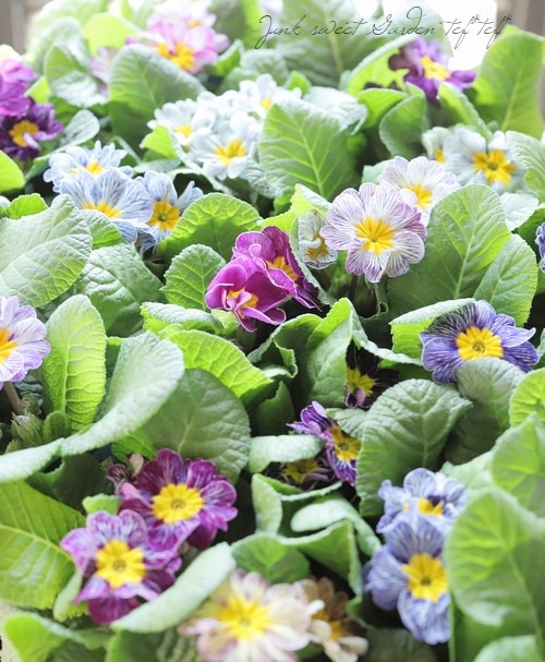 プリムラテ PMXTREME_Callout_1080x.jpg?v=