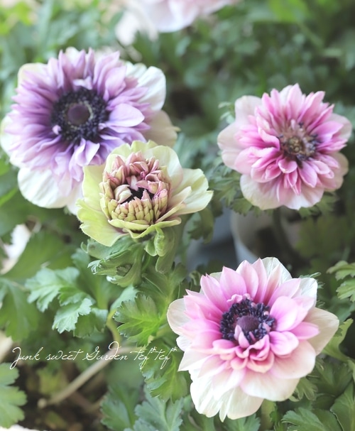 ニルアド アムネシア ゆのはなSpRING！ シャレマニ ランチョン 2年物！PREMIUM】 八重咲きアネモネ 『ダブルパステル』 | すべての