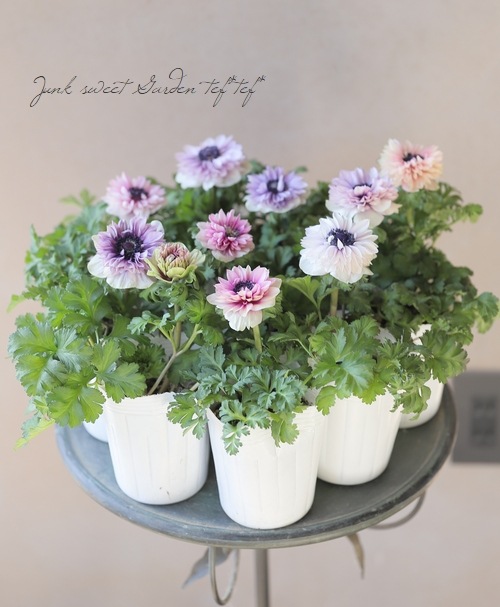 2年物！PREMIUM】 八重咲きアネモネ 『ダブルパステル』 | すべての