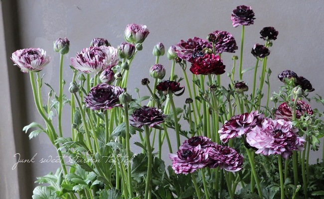 ラナンキュラス 『イカロスパープル』 【A】タイプ | すべての商品