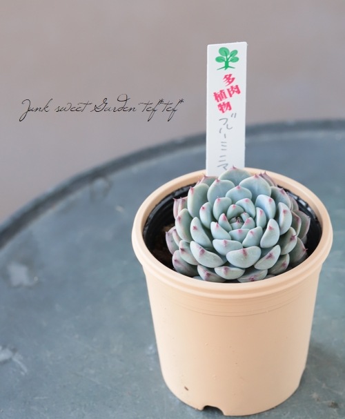 多肉植物 ヒューミリス　抜き苗　大和高原の多肉屋 多肉植物 ヒューミリス 抜き苗 大和高原の多肉屋