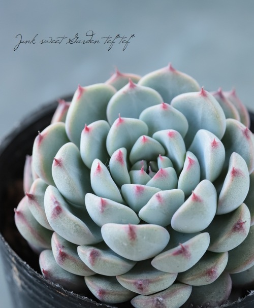 ��¿����ʪ�� �إ֥롼�ߥ˥ޡ١������٥ꥢ°�����Ȥ����꡼��