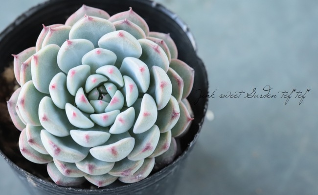 ��¿����ʪ�� �إ֥롼�ߥ˥ޡ١������٥ꥢ°�����Ȥ����꡼��