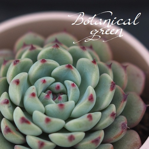 多肉植物】 『ブルーミニマ』 エケベリア属 いとうぐりーん | すべての