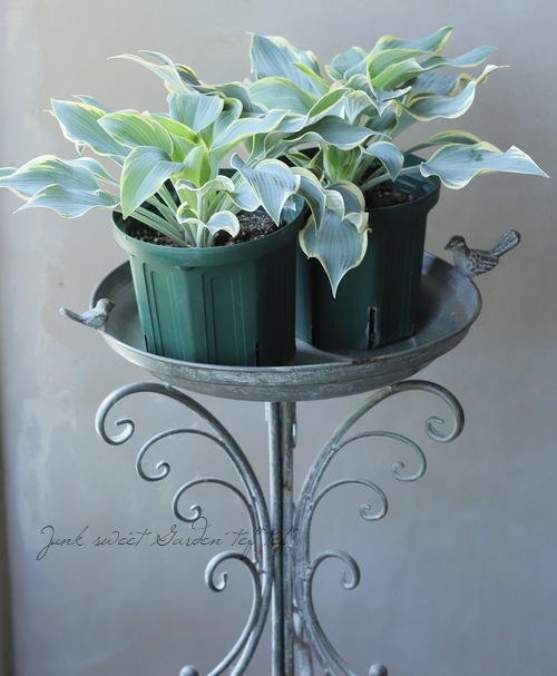 �ۥ��������ܥ��� �إե������ȥե����ȡ�