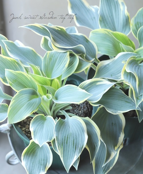 ホスタ・ギボウシ 『ファーストフロスト』 | すべての商品 | | Junk