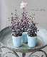 Ƽ�ե��󥮥祽�����إ֥��󥺥ɥ饴���