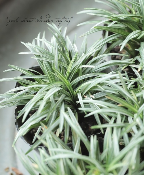 玉竜 リュウノヒゲの仲間 タマリュウ たまりゅう 1000株