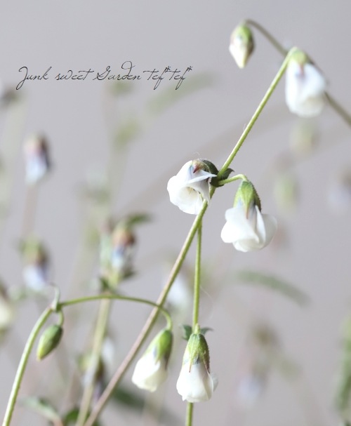 �ϡ��ޥ˥����إ��å������ѡ�