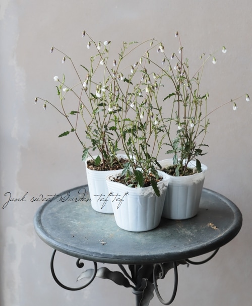 �ϡ��ޥ˥����إ��å������ѡ�