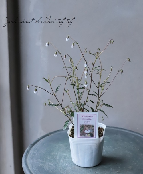 �ϡ��ޥ˥����إ��å������ѡ�