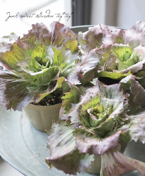 �ڲ����ڱ�� ������ �إ����ƥ�ե�󥳡�