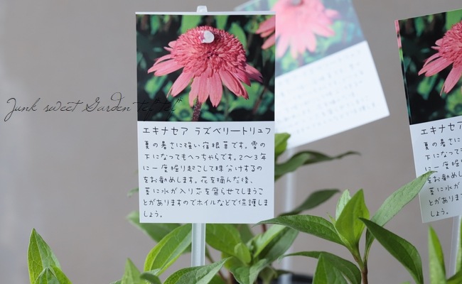 Ȭ�ź餭�����ʥ������إ饺�٥꡼�ȥ��ա١�