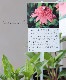 Ȭ�ź餭�����ʥ������إ饺�٥꡼�ȥ��ա١�