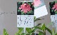 Ȭ�ź餭�����ʥ������إ饺�٥꡼�ȥ��ա١�
