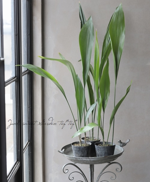 観葉植物】観賞用ハラン 【緑葉】 | すべての商品 | | Junk sweet