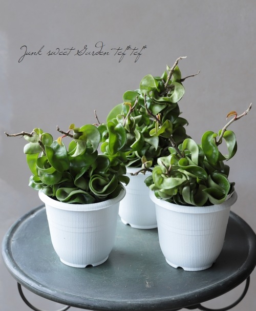 �ڴ��տ�ʪ�� �ۥ䡡�إ���ѥ����١�