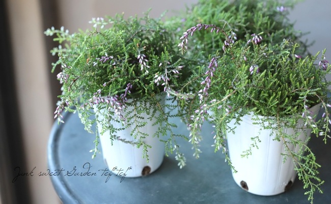 餭롼ʡإԥ󥰥롼ʡ١