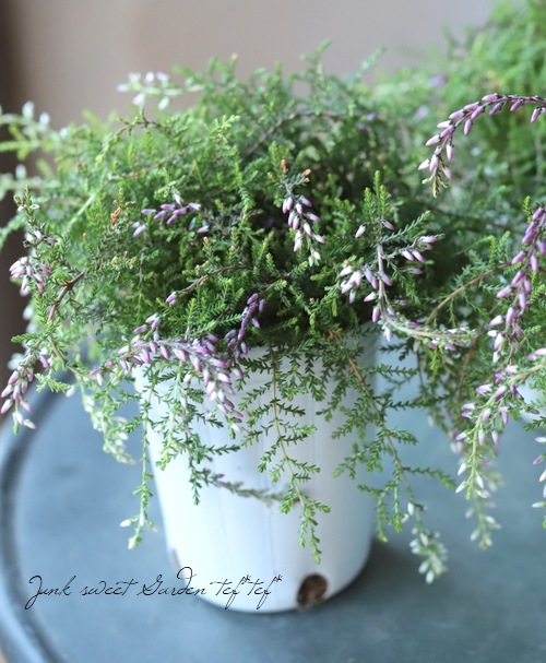 餭롼ʡإԥ󥰥롼ʡ١