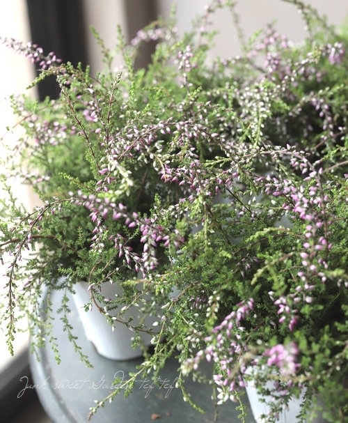 餭롼ʡإԥ󥰥롼ʡ١