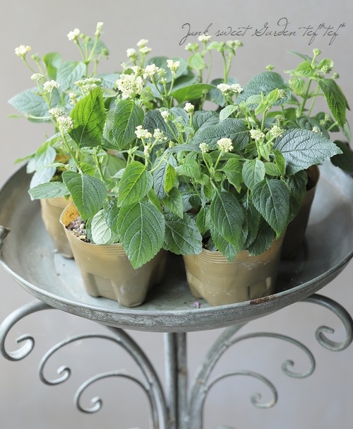 鳳凰と花唐草の地紋　レモンシャーベット色の色無地 Amazon.co.jp: カメヤマ 花ふぜい 黄 白檀 徳用大型 約220g 約