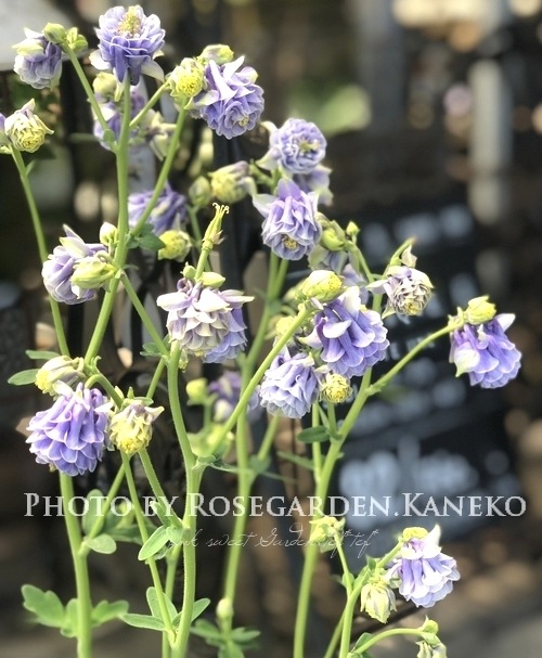 八重咲きオダマキ 『カスティールブルー ソワレ』 | すべての商品