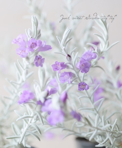 �����ե��顡�إ��Ρ����ꥹ����١�