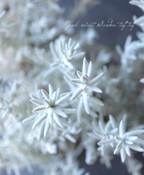 �����ե��顡�إ��Ρ����ꥹ����١�