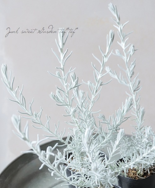 �����ե��顡�إ��Ρ����ꥹ����١�