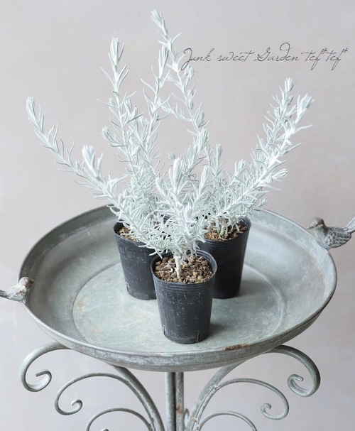 �����ե��顡�إ��Ρ����ꥹ����١�