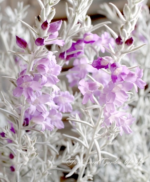 �����ե��顡�إ��Ρ����ꥹ����١�