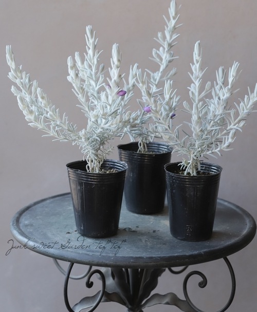 �����ե��顡�إ��Ρ����ꥹ����١�