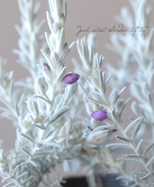 �����ե��顡�إ��Ρ����ꥹ����١�