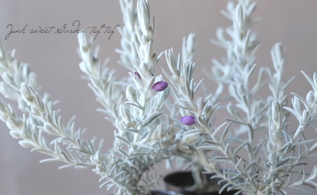 �����ե��顡�إ��Ρ����ꥹ����١�