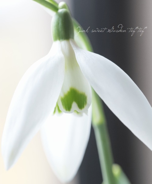 超希少【球根植物】スノードロップ 『ビッグワン』 (Galanthus 